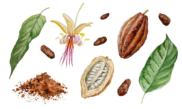 Aquarellillustration Set aus ganzen und geschnittenen Kakaobohnen, Bohnen, Blüten, Blättern und Schokolade auf weißem Hintergrund