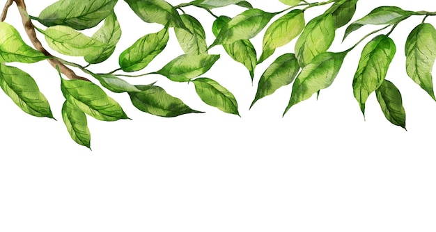 Aquarellillustration von grünen Blättern auf einem Pfirsich- oder Aprikosenzweig Nektarine Skizze von Naturelementen, isoliert auf weißem Hintergrund