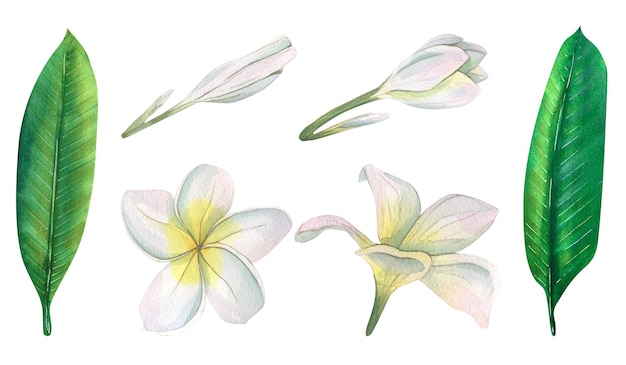 Aquarellillustration von handgezeichneten Blättern und Blüten von Plumeria