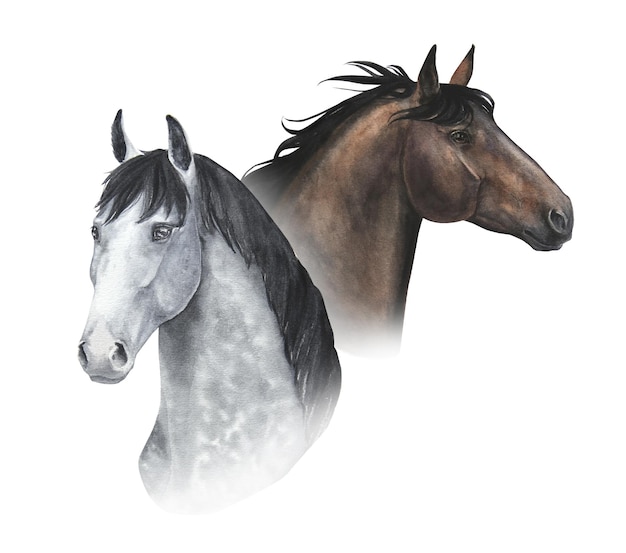 Aquarellillustration von Porträts von zwei Pferden lokalisiert auf weißem Hintergrund