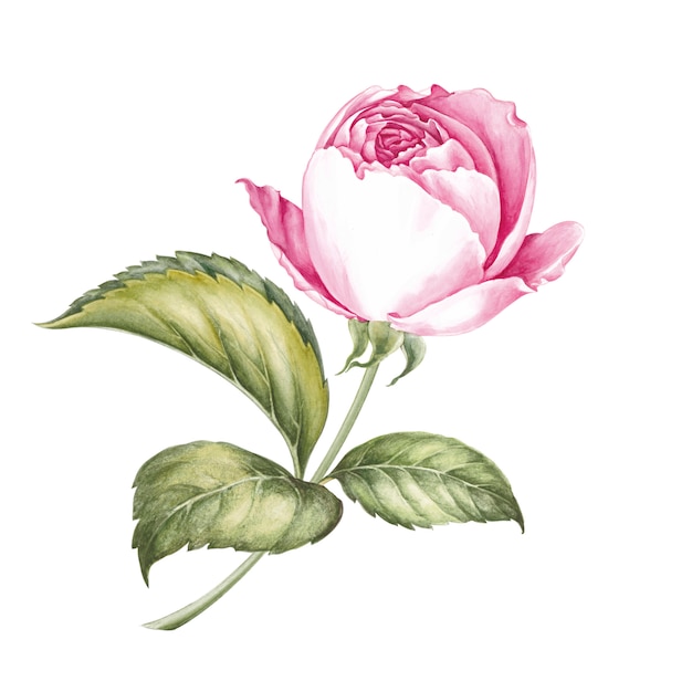 Aquarellillustration von Rosenblumen.