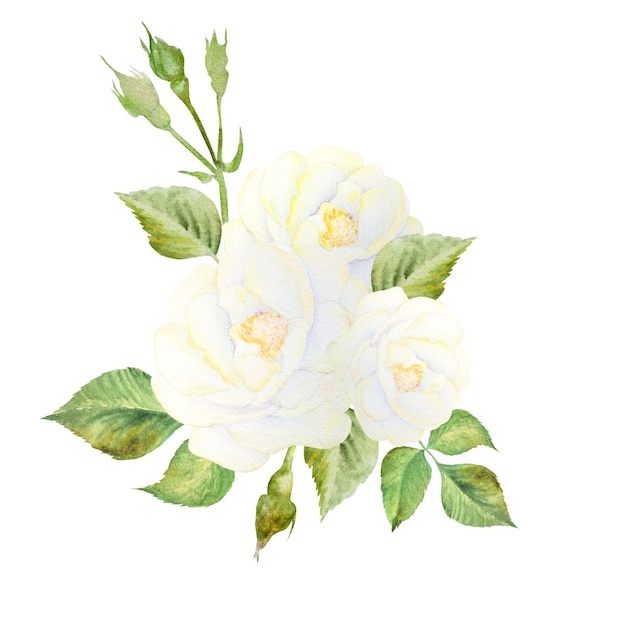 Aquarellillustration von weißen Rosen mit handgezeichneten Blättern für die Gestaltung von Postkarteneinladungen