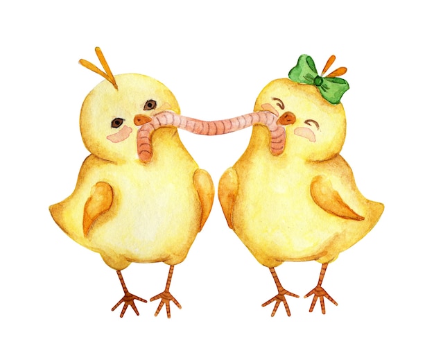 Aquarellillustration von zwei kleinen gelben Hühnern, die zusammen einen Wurm essen Paar Küken Junge und Mädchen. Ostern, Religion, Tradition. Isoliert auf weißem Hintergrund. Von Hand gezeichnet.