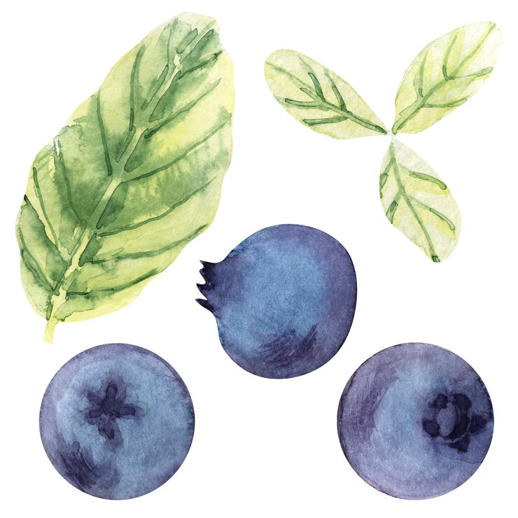 Foto aquarellillustrationen mit verschiedenen beeren und blättern