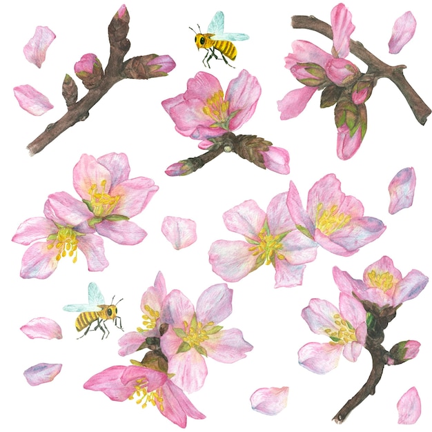 Aquarellillustrationssatz Blumen und Kirschblätter