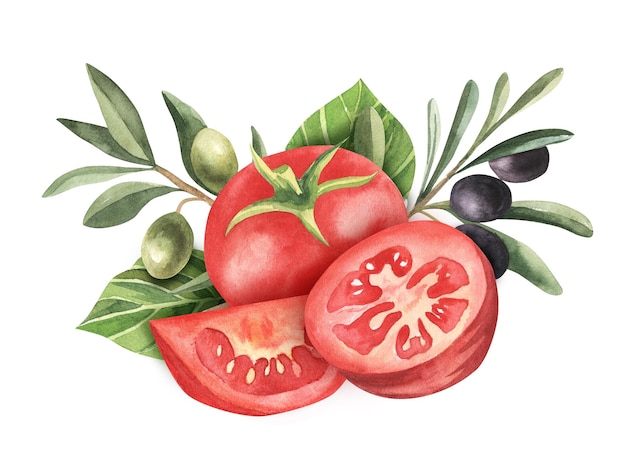 Aquarellillustrationszusammensetzung mit Tomaten der grünen und schwarzen Oliven