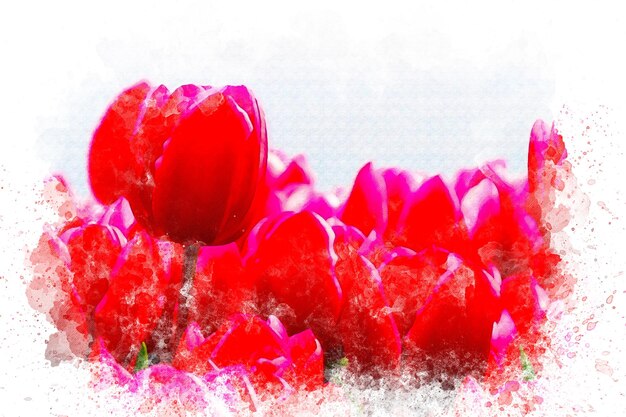 Aquarellkunst Rote Tulpen, weißer Hintergrund