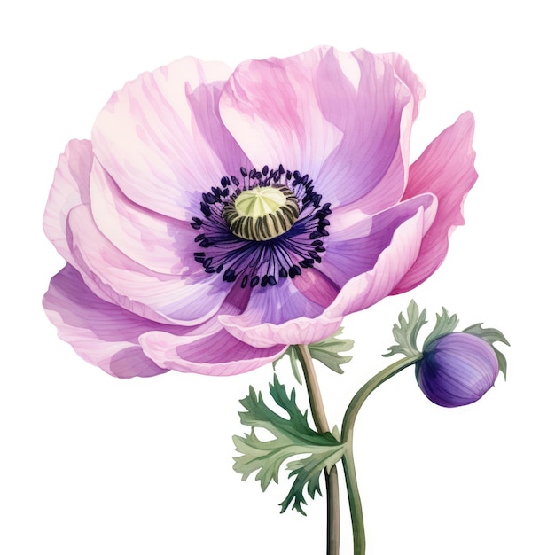 Aquarellmalerei einer Anemone mit weißem Hintergrund