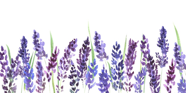 Aquarellmalerei mit Lavendelblumen lokalisiert