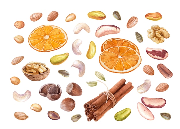 Aquarellmandeln, Cashewnüsse, Pistazien, Walnüsse, Erdnüsse, Haselnüsse, Kakaobohnen, Sonnenblumenkerne, Zimt, Orangenscheiben