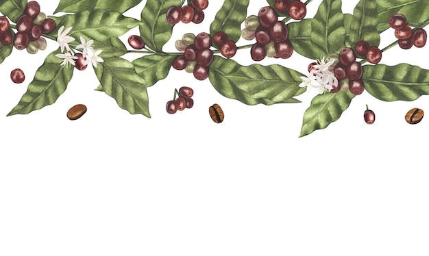 Aquarellrahmen aus roten Kaffee-Arabica-Bohnen auf einem Zweig mit Beeren