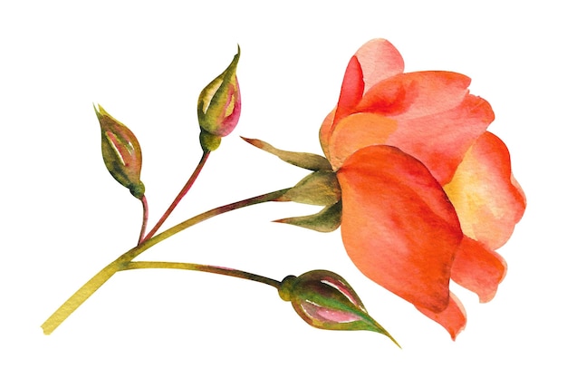 Aquarellrose rosa rosenknospe mit blütenblättern und isoliert auf weißem hintergrund