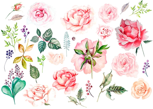 Aquarellset mit Rosenknospenblättern und Beerenillustration