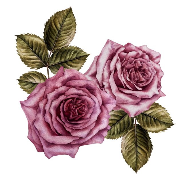 Aquarellstrauß aus rosa Rosen und grünen Blättern