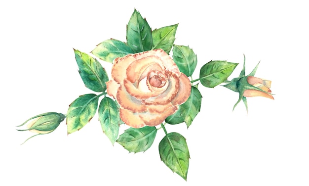 Aquarellstrauß von Pfirsichrosen isoliert