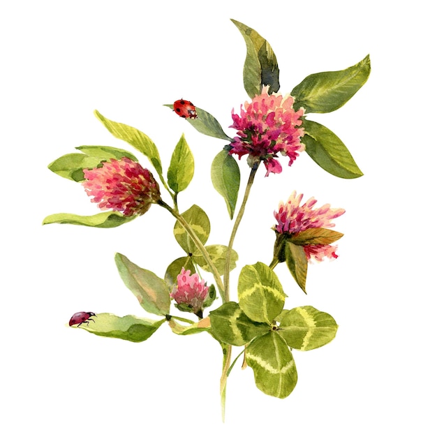 Aquarellzeichnung Blumenstrauß aus Kleeblumen grün vierblättriges Kleeblatt mit rosa Blüten