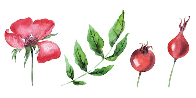 Aquarellzusammensetzung mit Zweigen, Blumen und Hagebuttenbeeren