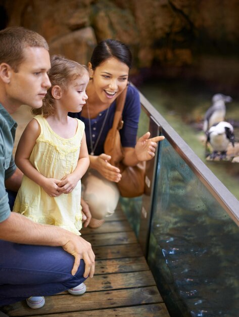 Aquarien ein Paradies für Kinder Schnappschuss einer Familie, die Pinguine in einem Aquarium betrachtet