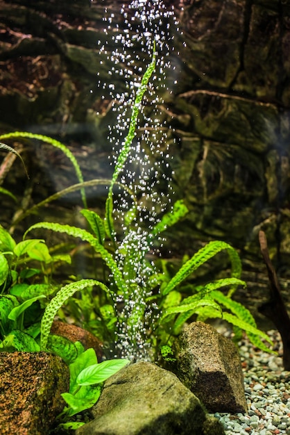 Aquarienalgen mit einem Strahl Luftblasen aus dem Luftsprudler