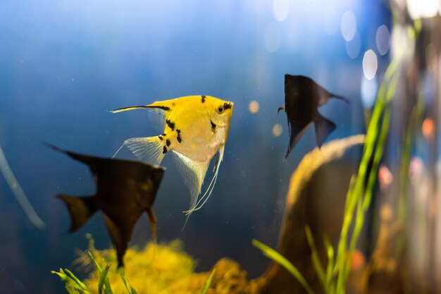 Aquarienfarbene Fische im dunkelblauen Wasser