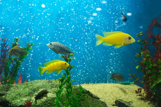 Aquarienfische in einem wunderschönen Aquarium mit blauem Hintergrund und Blasen