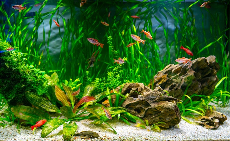 Aquarienfische und Algen in einem Süßwasseraquarium. Unterwasserwelt.