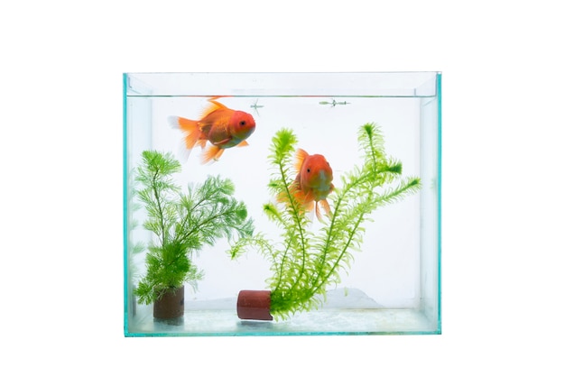 aquário com peixes e plantas aquáticas isoladas em um fundo branco