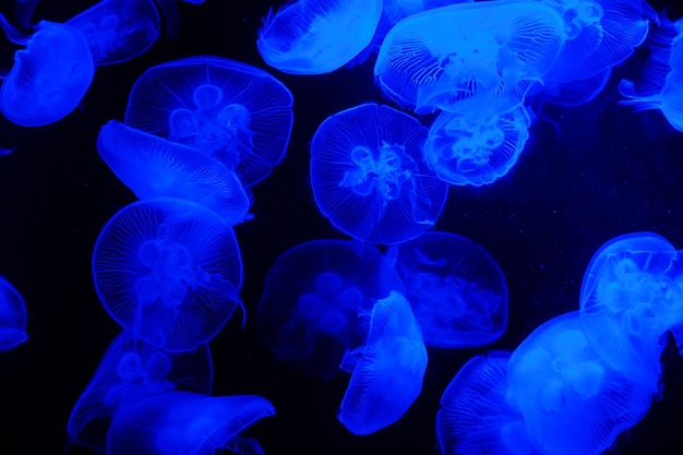 Aquário de água-viva transparente e claro azul claro