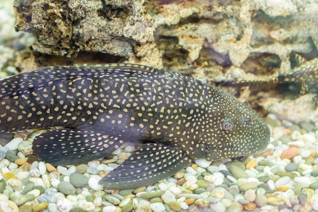 Aquariumfisch Bushymouth Wels (Ancistrus Dolichopterus). Ancistrus dolichopterus, eine der Ancistrus-Arten, die Bushymouth-Wels genannt werden, ist eine in Brasilien heimische Art von Panzerwels.