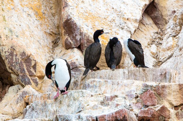 Aquatische Seevögel in PeruSüdamerika Küste bei Paracas National Reservation Peruanische Galapagos-Ballestas-InselnDiese Vögel Jäger von Fischen und Schalentieren