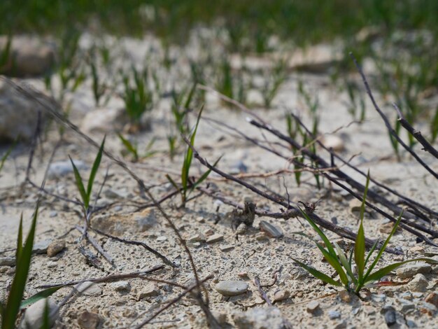 Aquecimento global e seca na natureza