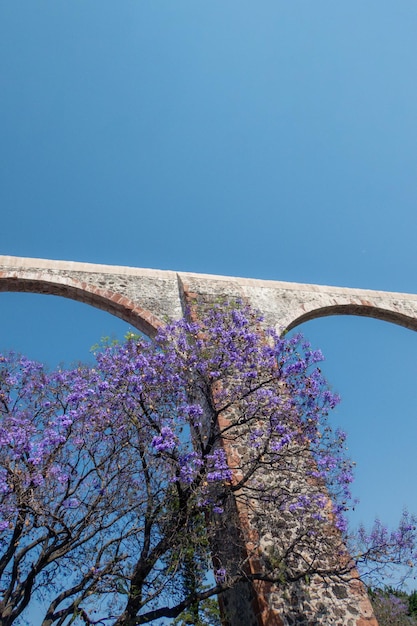 Aqueduto de Querétaro México com jacarandá e flores roxas