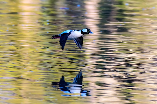 Aqui temos um pato Bufflehead macho voando acima do lago, ainda o suficiente para lançar seu reflexo.