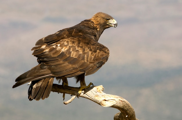 Foto aquila chrysaetos. águia dourada