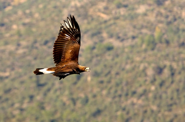 Aquila chrysaetos. águia dourada