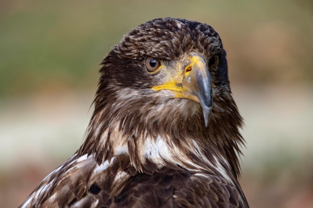 Aquila chrysaetos el águila real es una especie de ave accipitriforme de la familia accipitridae