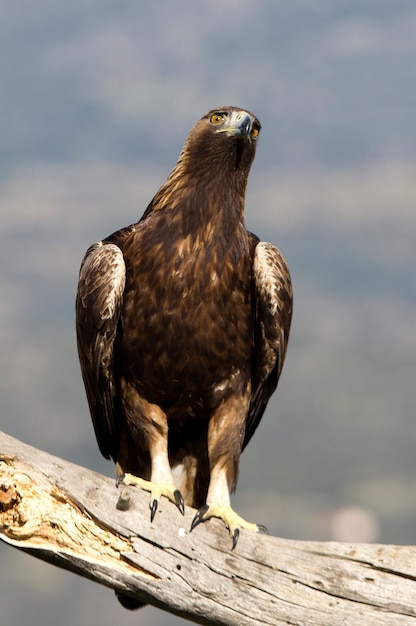 Aquila chrysaetos