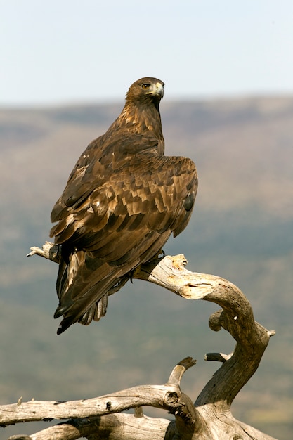 Aquila chrysaetos