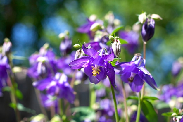 Aquilegia azul flores closeup