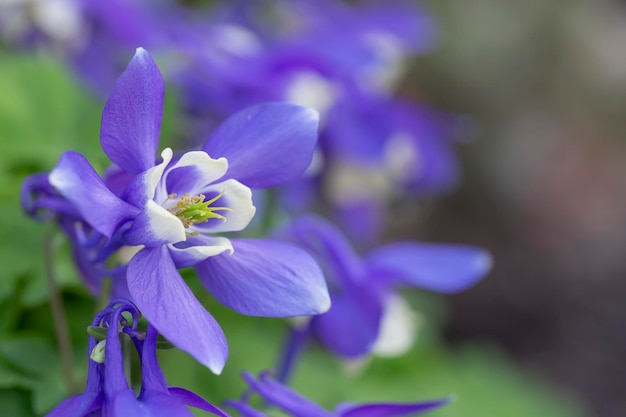 Aquilegia azul florescendo no jardim Perenes paisagismo floricultura