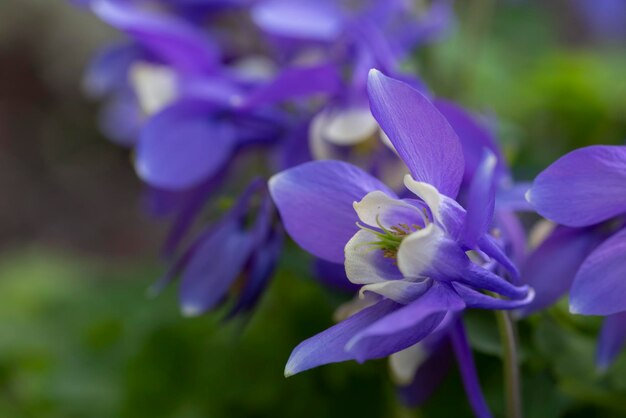 Aquilegia azul que florece en el jardín Floricultura del diseño del paisaje de las plantas perennes