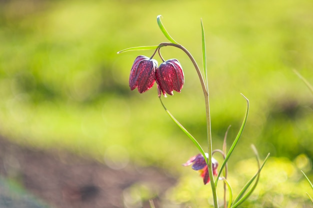 Aquilegia caerulea blüht auf der Wiese