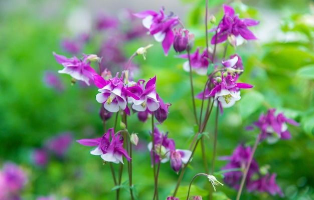 Aquilegia florece en el jardín Enfoque selectivo