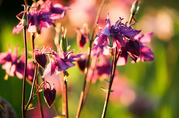 Aquilegia flores en jardín de verano