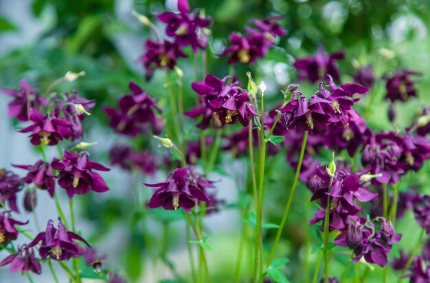 Aquilegia floresce no jardim Foco seletivo