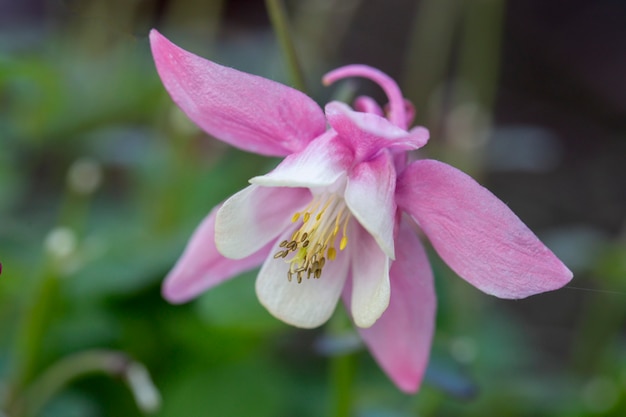 Aquilegia rosa delicada sobre una superficie de vegetación de verano Plantas de jardín perennes