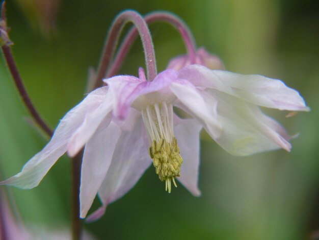 Aquilegiacollonge en charolaissaone et loirefrance