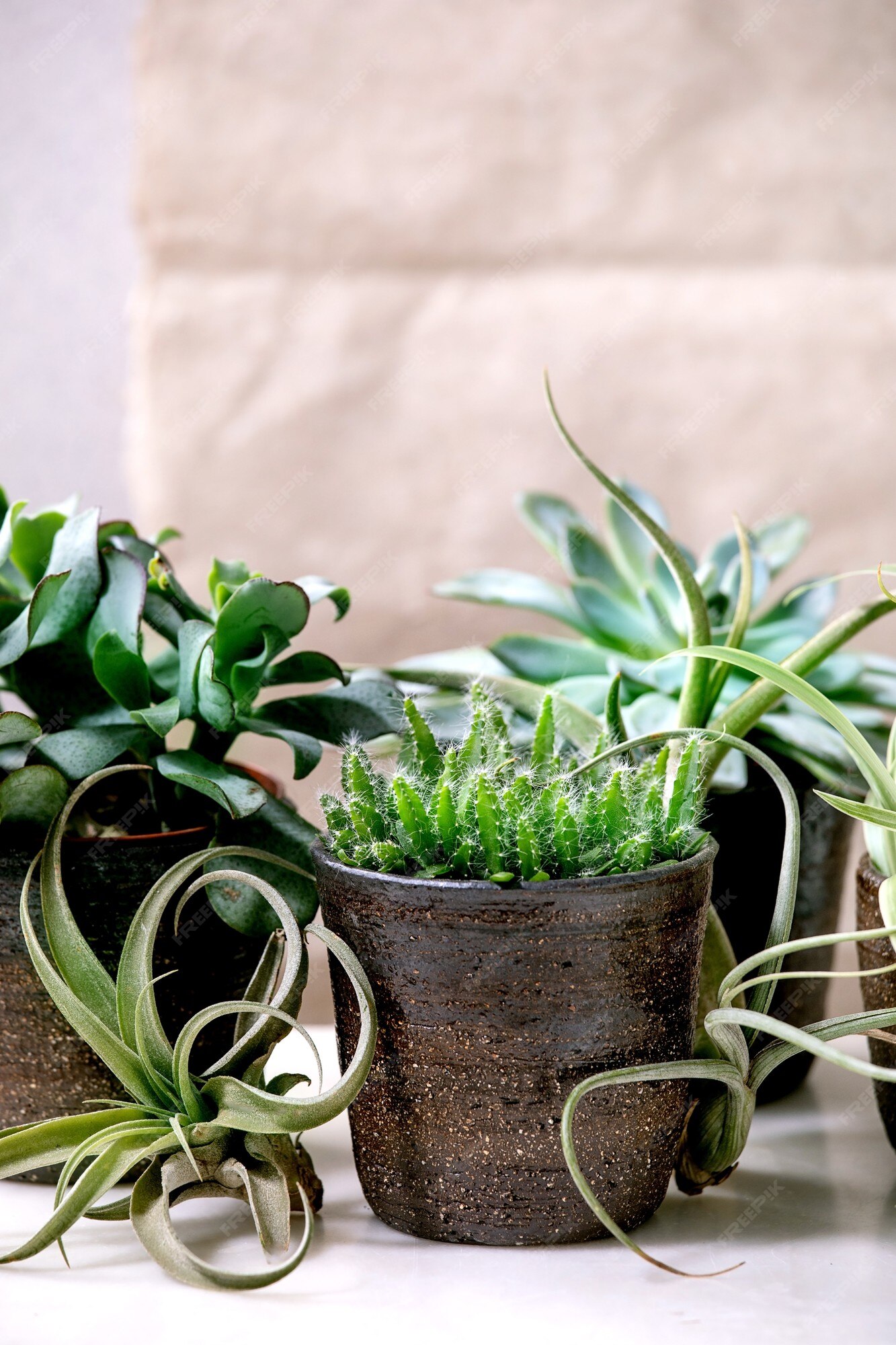 Ar tillandsia e diferentes plantas suculentas eonium, cactos em vasos de  cerâmica de pé na mesa de mármore branco | Foto Premium