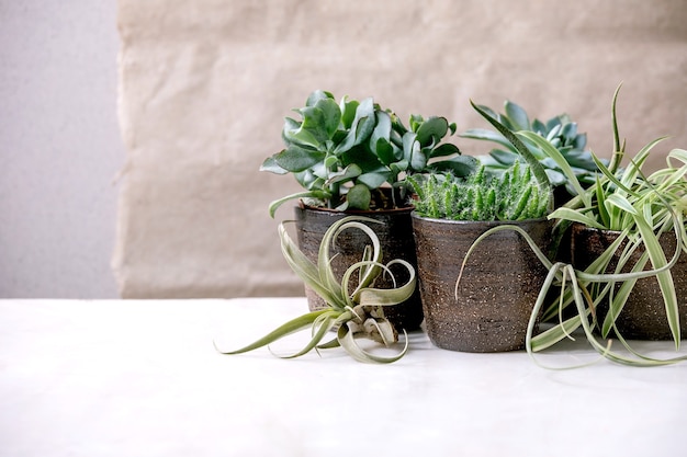 Ar Tillandsia e diferentes plantas suculentas eonium, cactos em vasos de cerâmica de pé sobre a mesa de mármore branco. Hobbies pandêmicos, plantas verdes, plantas urbanas