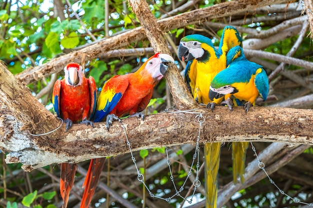 Ara (Ara ararauna) Papageien stehen auf dem Ast